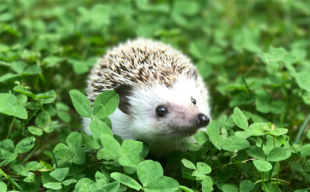 Hedgehog: Protocol for Asynchronous Layer 2 Bitcoin Payments