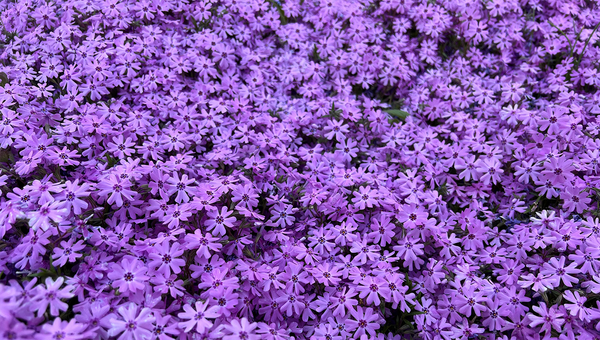 Spring v0.1.0: The Nostr Browser